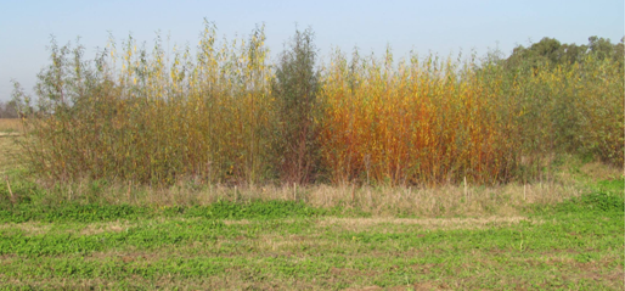 Pasantía Propagación de germoplasma comercial y experimental de álamos (Populus spp.) y Sauces (Salix spp.) mediante estaqueros en el Sector Forestal