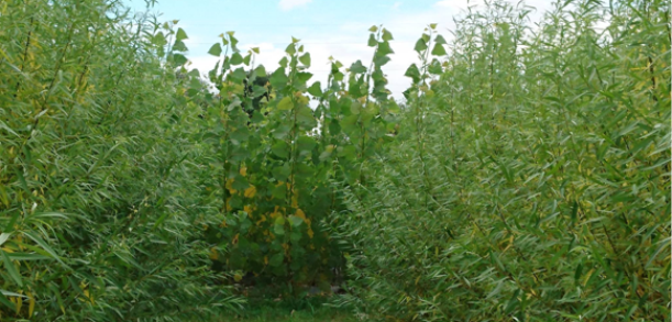 Pasantía Propagación de germoplasma comercial y experimental de álamos (Populus spp.) y Sauces (Salix spp.) mediante estaqueros en el Sector Forestal
