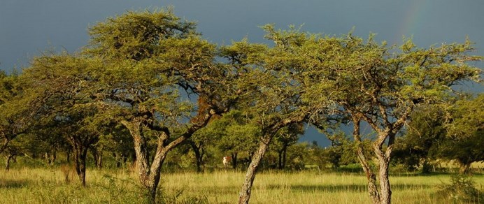 Convocatoria de ANPCyT y la Secretaría de Ambiente y Desarrollo Sustentable 