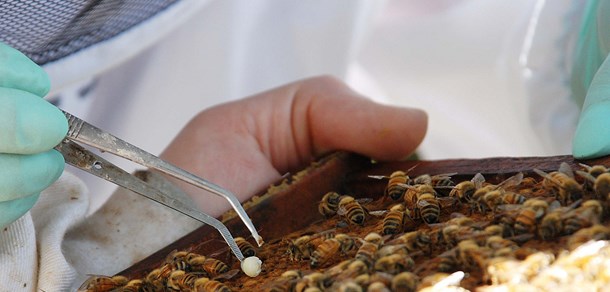 Conferencia  de la Dra. Anne Dalmon, especialista en virus de abejas y despoblamiento de colmenas