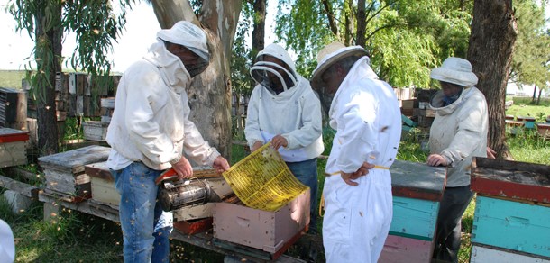 Conferencia  de la Dra. Anne Dalmon, especialista en virus de abejas y despoblamiento de colmenas