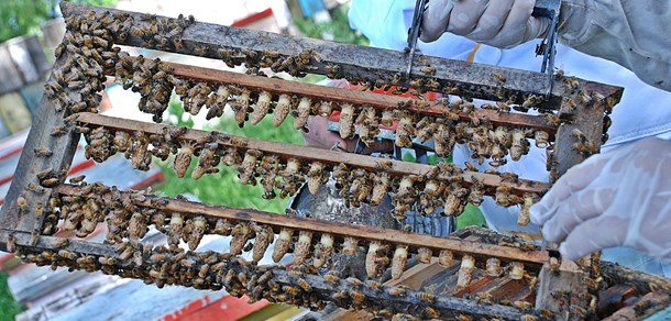 Conferencia  de la Dra. Anne Dalmon, especialista en virus de abejas y despoblamiento de colmenas