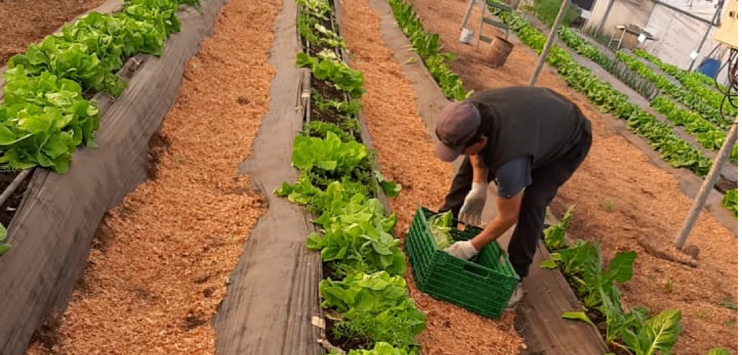 Donación de lechuga al Banco de Alimentos