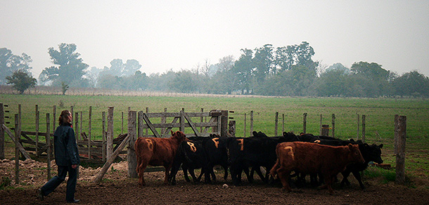 Curso de Extensión de Bienestar Animal