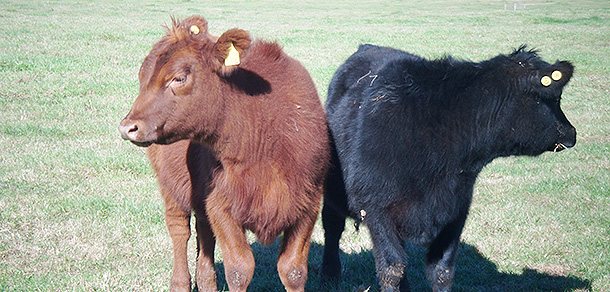 Curso de Extensión de Bienestar Animal