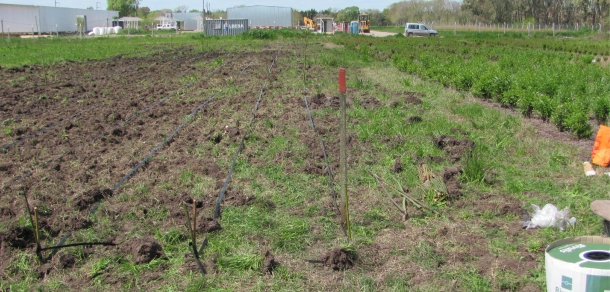 Convocatoria a pasantía sobre: Propagación de germoplasma comercial y experimental de álamos y sauces  mediante estaqueros en el Sector Forestal de la Estación Experimental Julio Hirschhorn