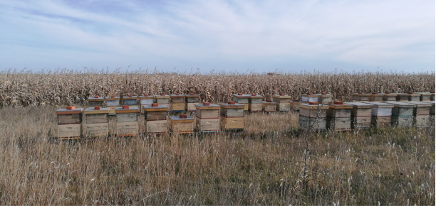 TECNICATURA UNIVERSITARIA EN AGROECOLOGÍA