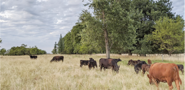 TECNICATURA UNIVERSITARIA EN AGROECOLOGÍA