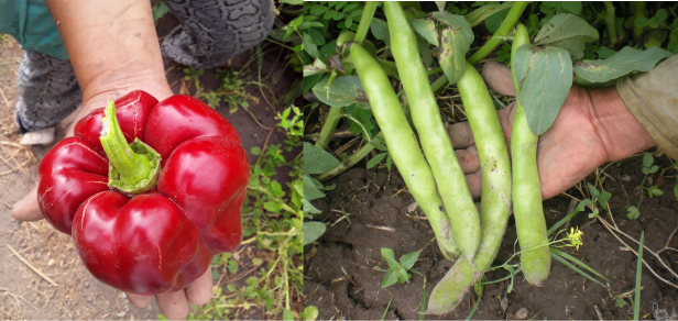 TECNICATURA UNIVERSITARIA EN AGROECOLOGÍA