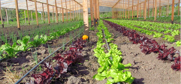 TECNICATURA UNIVERSITARIA EN AGROECOLOGÍA