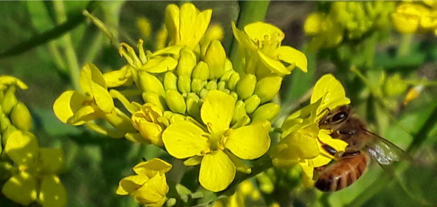 TECNICATURA UNIVERSITARIA EN AGROECOLOGÍA