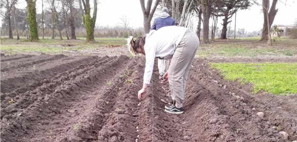  Jornada de campo de plantación de batata semilla para la obtención de plantines de tres variedades