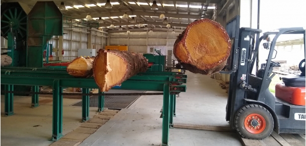 Uso racional de madera de ejemplares arbóreos de predios de la Universidad