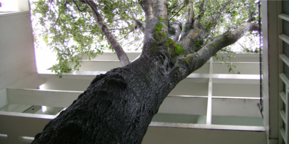 Convenio para la preservación del árbol ubicado en la Casa Curutchet