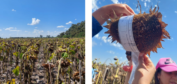 Viaje de estudio de estudiantes del curso Oleaginosas y Cultivos Regionales