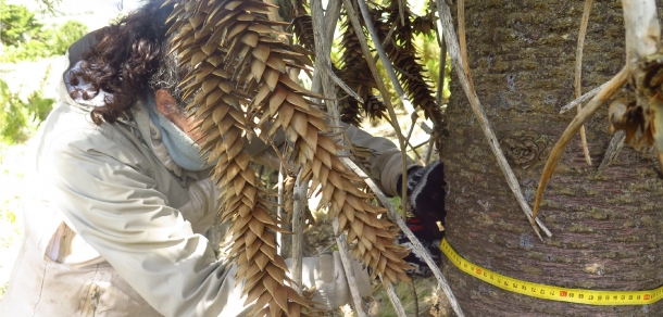 Se realizó el inventario de carbono en suelos forestales en bosques nativos del norte de la provincia de Neuquén.