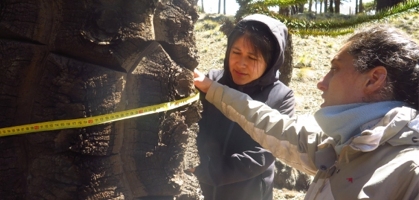 Se realizó el inventario de carbono en suelos forestales en bosques nativos del norte de la provincia de Neuquén.