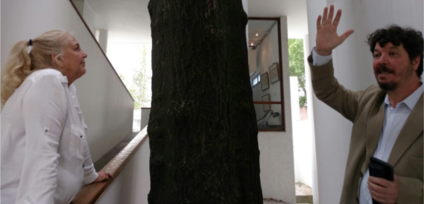 Convenio para la preservación del árbol ubicado en la Casa Curutchet