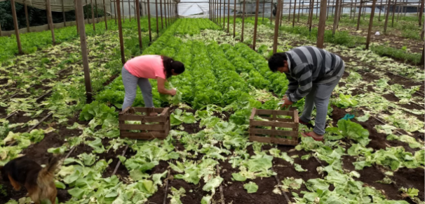 LA FACULTAD COLABORÓ  JUNTO A PRODUCTORES DE LA COOPERATIVA NUEVA ESPERANZA EN LA DONACIÓN DE HORTALIZAS PARA COMEDORES DE LA CIUDAD