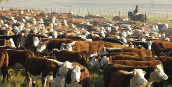 Se encuentra abierta la inscripción en la Maestría en Economía Agroalimentaria