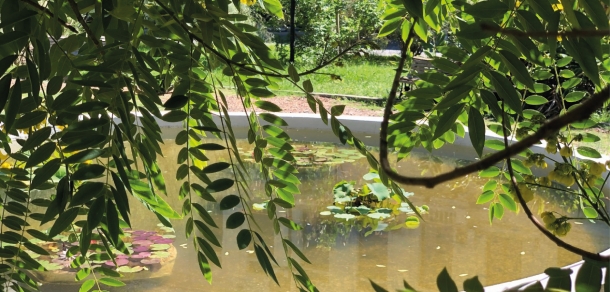 Puesta en valor del estanque del Jardín de la Memoria