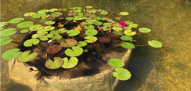 Puesta en valor del estanque del Jardín de la Memoria