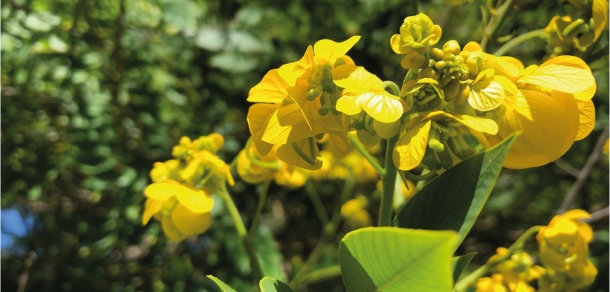 Puesta en valor del estanque del Jardín de la Memoria