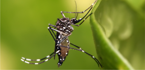 Dengue, Zika y Chikungunya