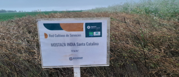La mostaza india “Santa Catalina UNLP” estuvo presente en la Jornada de Cultivos de Servicios, en Godoy, Santa Fe.