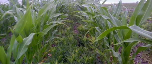 Se encuentra abierta la inscripción en la Maestría y en la Especialización en Protección Vegetal. 