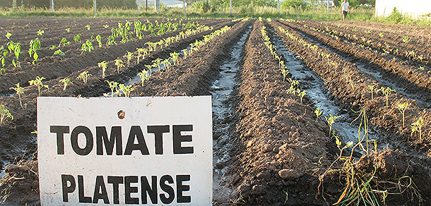 CAMBIO DE FECHA 12º Fiesta del Tomate Platense