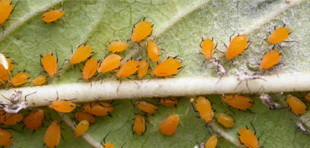 Se encuentra abierta la inscripción en la Maestría y en la Especialización en Protección Vegetal. 