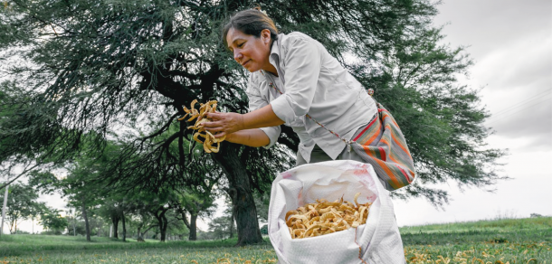 La Dra. María Cecilia Puppo publicará un importante libro sobre el Prosopis como fuente de alimentación humana