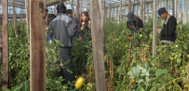 Hacia la producción sustentable de hortalizas bajo invernadero