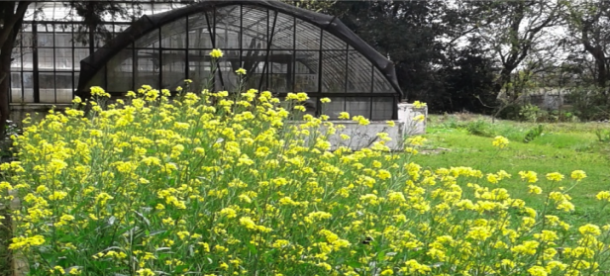 Por primera vez en Argentina a partir del trabajo de investigadores del IFSC se inscribió un cultivar de mostaza india