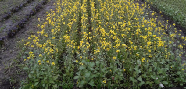 Por primera vez en Argentina a partir del trabajo de investigadores del IFSC se inscribió un cultivar de mostaza india