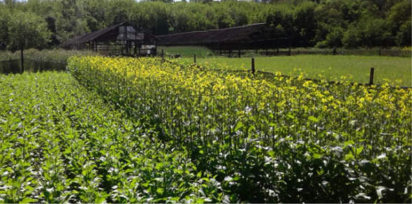 Por primera vez en Argentina a partir del trabajo de investigadores del IFSC se inscribió un cultivar de mostaza india