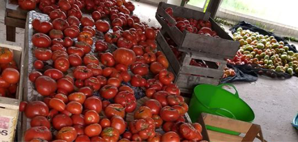 Se viene la 16º Fiesta del Tomate Platense 