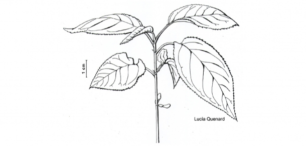 Finalizó el Curso De Observación a la Ilustración Científica Botánica