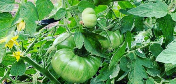 Se viene la 16º Fiesta del Tomate Platense 