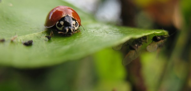 V CONGRESO LATINOAMERICANO DE AGROECOLOGÍA