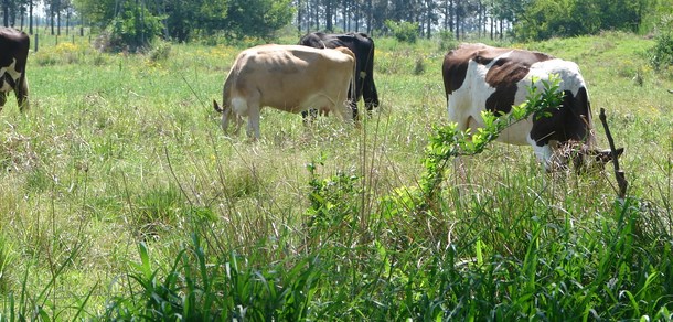 V CONGRESO LATINOAMERICANO DE AGROECOLOGÍA