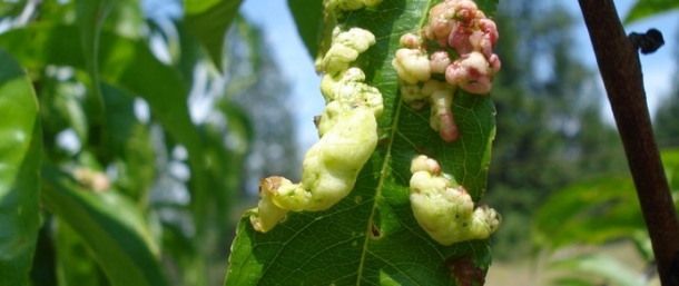 Se encuentra abierta la inscripción en la Maestría y en la Especialización en Protección Vegetal. 