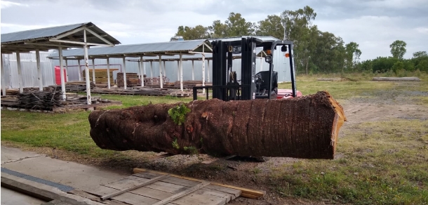 Uso racional de madera de ejemplares arbóreos de predios de la Universidad