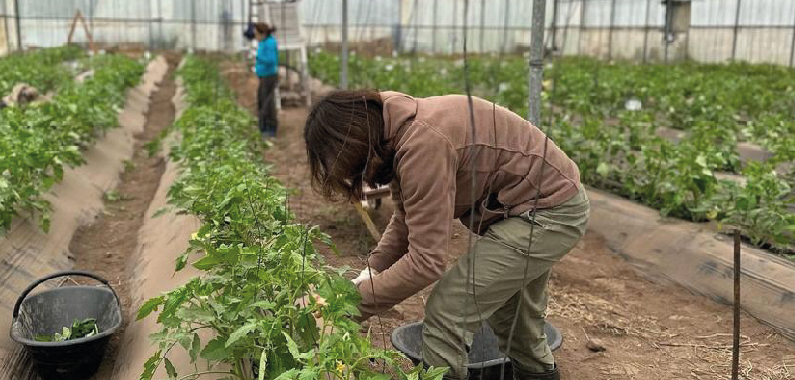 TECNICATURA UNIVERSITARIA EN CULTIVOS PROTEGIDOS Y AMBIENTES CONTROLADOS