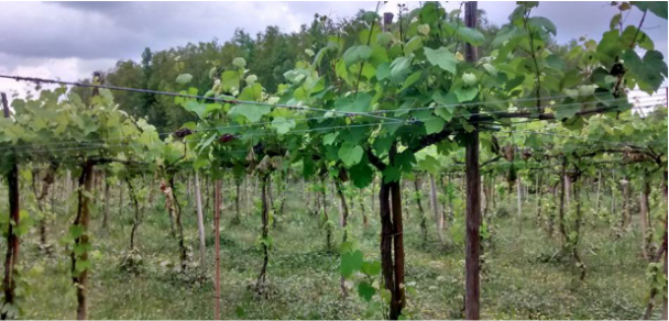 El vino que acerca, templa y motoriza