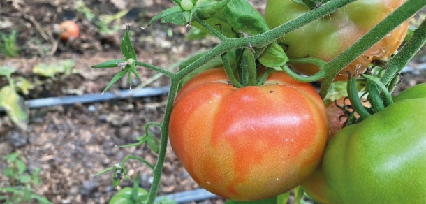 Virus Rugoso del Tomate 