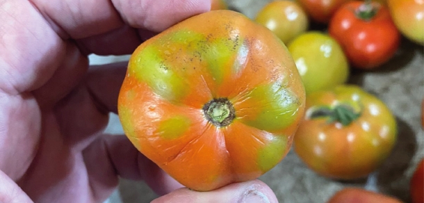 Virus Rugoso del Tomate 