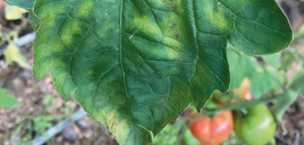 Virus Rugoso del Tomate 