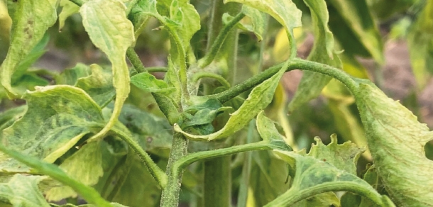 Virus Rugoso del Tomate 